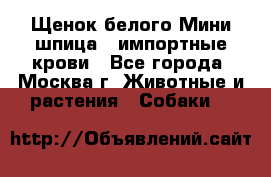 Щенок белого Мини шпица , импортные крови - Все города, Москва г. Животные и растения » Собаки   